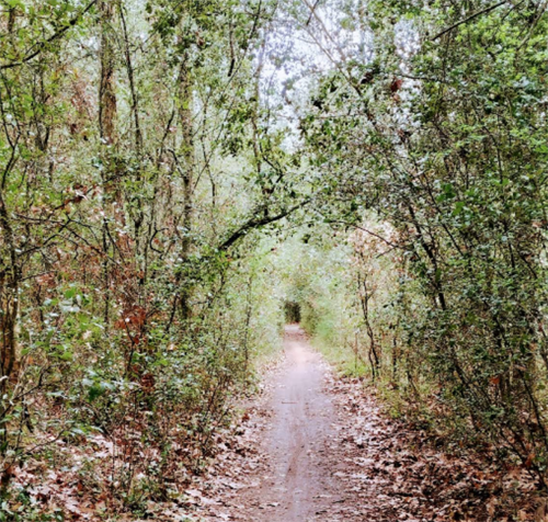 Parc del Montnegre